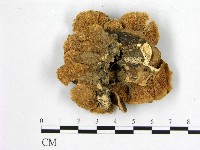 雲芝藏品圖，第3張