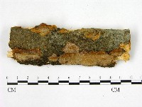 登錄號:F0010000藏品圖，第1張