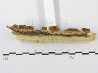 登錄號:F0010000藏品圖，第5張