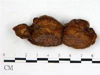 登錄號:F0010001藏品圖，第1張