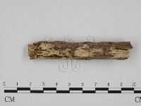登錄號:F0010005藏品圖，第1張