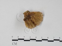 栓菌屬藏品圖，第1張