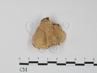 栓菌屬藏品圖，第3張