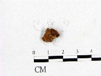 登錄號:F0010008藏品圖，第1張