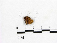 登錄號:F0010008藏品圖，第3張