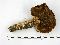 登錄號:F0010010藏品圖，第1張