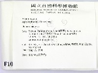 顯絲菌屬藏品圖，第2張