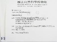 微皮傘屬藏品圖，第2張