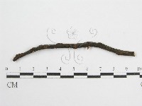 微皮傘屬藏品圖，第3張