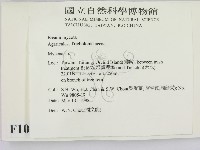 小菇屬藏品圖，第2張