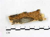 膠孔菌屬藏品圖，第1張
