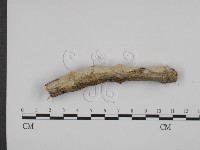 登錄號:F0010024藏品圖，第1張