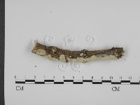 登錄號:F0010024藏品圖，第4張