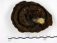 登錄號:F0010025藏品圖，第1張