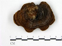 登錄號:F0010029藏品圖，第3張