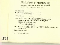 膠孔菌屬藏品圖，第2張