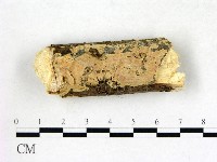 膠孔菌屬藏品圖，第1張