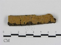刺革菌屬藏品圖，第1張