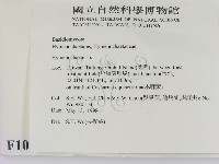刺革菌屬藏品圖，第2張
