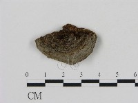 刺革菌屬藏品圖，第1張