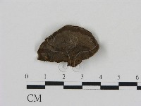 刺革菌屬藏品圖，第3張