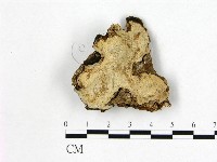 多年臥孔菌屬藏品圖，第1張