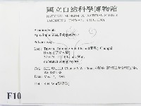 多孔菌屬藏品圖，第2張
