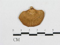 多孔菌屬藏品圖，第3張