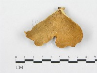 多孔菌屬藏品圖，第1張