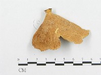 多孔菌屬藏品圖，第3張