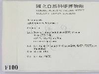 銳孔菌屬藏品圖，第2張