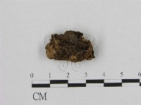 銳孔菌屬藏品圖，第3張