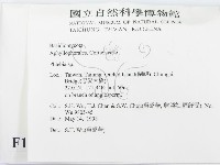 射脈菌屬藏品圖，第2張