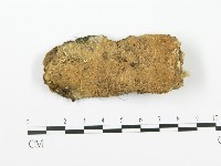 射脈菌屬藏品圖，第3張