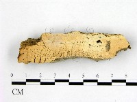 顯絲菌屬藏品圖，第1張