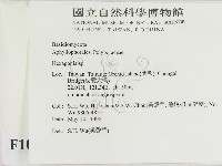 蜂窩菌屬藏品圖，第2張