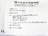 顯絲菌屬藏品圖，第2張