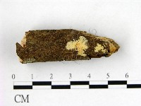 顯絲菌屬藏品圖，第1張