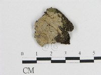 刺皮菌屬藏品圖，第1張