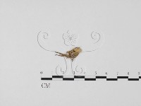 登錄號:F0010049藏品圖，第3張