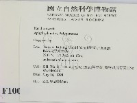 銳孔菌屬藏品圖，第2張