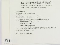 蜂窩菌屬藏品圖，第2張