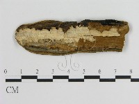 蜂窩菌屬藏品圖，第3張