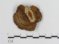 登錄號:F0010053藏品圖，第3張