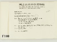 冇骨消絲齒菌藏品圖，第2張