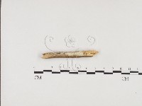 冇骨消絲齒菌藏品圖，第3張