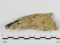 登錄號:F0010062藏品圖，第1張