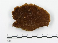 木層孔菌屬藏品圖，第1張