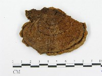 木層孔菌屬藏品圖，第3張