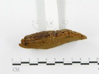 木層孔菌屬藏品圖，第4張